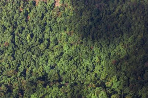 Forest tree background Stock Photos