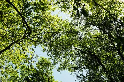 Forest tree background Stock Photos