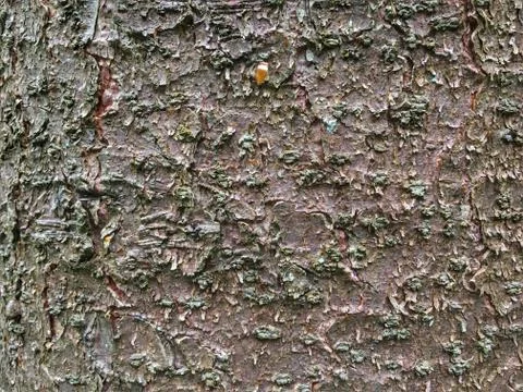 Forest tree bark close-up. Natural background Stock Photos