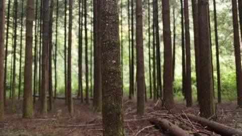 Forest tree bark Stock Footage 77049453