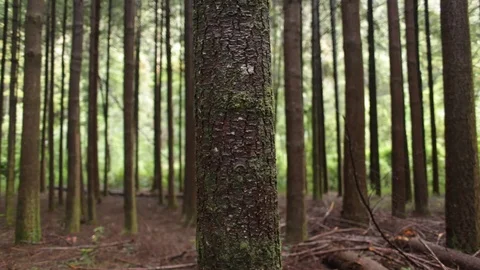 Forest tree bark Stock Footage 77049488