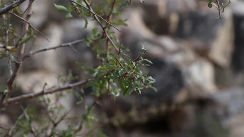 Forest tree branch closeup with wind. Stock Footage 170063131