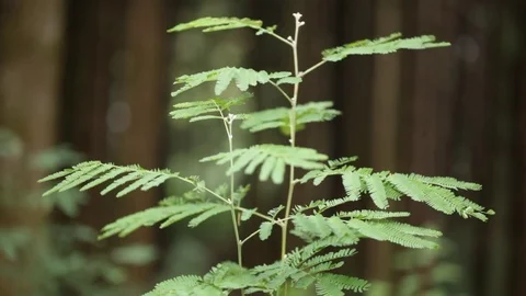 Forest tree branch Stock Footage 77050354