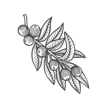 Forest tree branch with leaves Stock Illustration