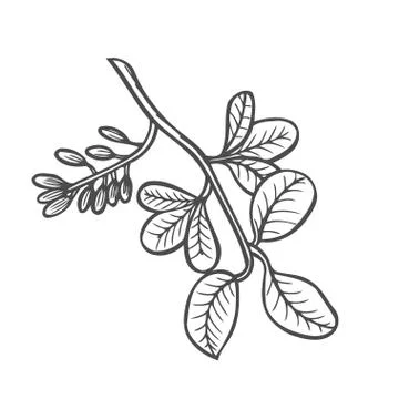 Forest tree branch with leaves Stock Illustration