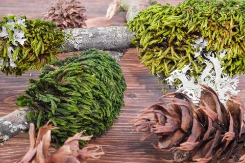 Forest tree branches covered with vibrant green moss and lichens next to dry  Stock Photos