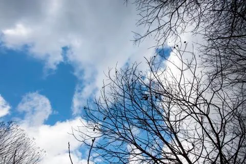 In the forest, tree branches stretching to the sky Stock Photos