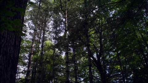 FOREST TREE CANOPY ABOVE 스톡 동영상 105414772