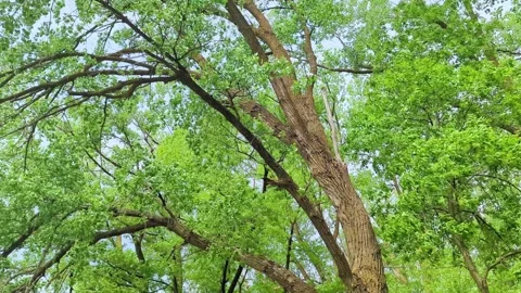 Forest Tree Canopy Background Video stock 277918330