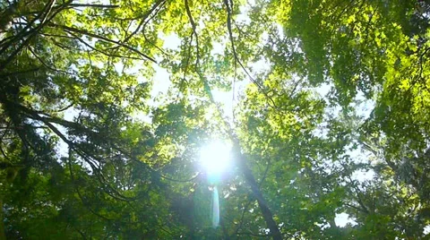 Forest Tree Canopy, Slow Motion, Sun Flare Stock Footage 38792909