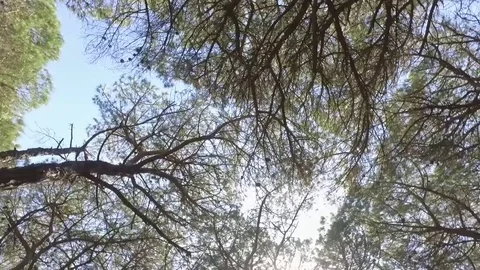 Forest tree canopy steady shot Stock Footage 74249086