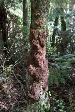 Forest tree carving Foto stock
