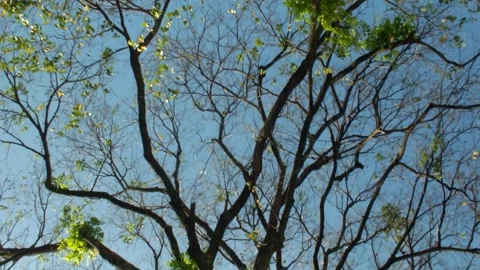 Forest tree with clear blue sky background Stock Footage 338273460