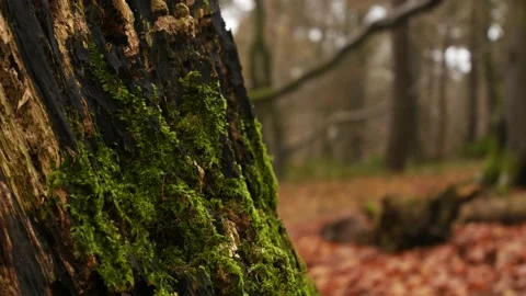 Forest Tree close up of bark and moss Stockbeeldmateriaal 145371310