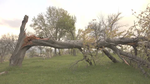 Forest tree down trunk damaged storm strong mountain pasture green grass rural  Stock Footage 39056002
