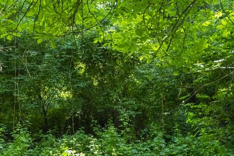 Forest Tree with Dry Vines Stock Photos