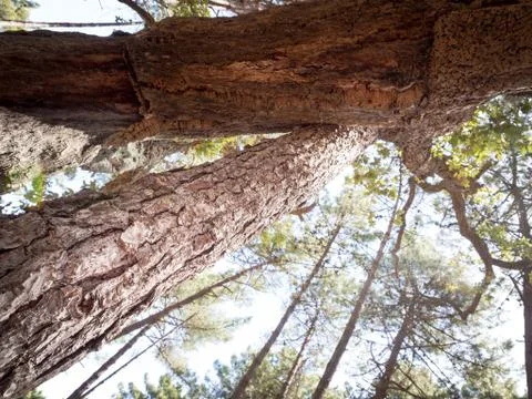 Forest tree embrace Stock Photos