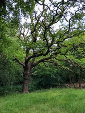 Forest Tree in Epping Forest Background, London Stock Photos