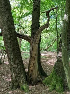 Forest Tree in Epping Forest Foto stock