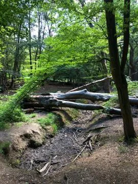 Forest Tree in Epping Forest Stock Photos