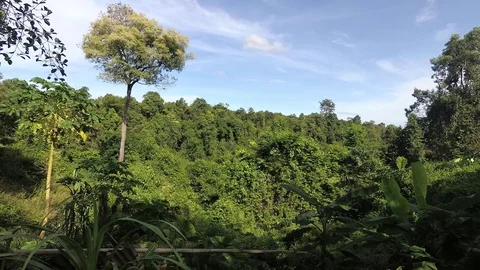 Forest with tree, exotic sunny landscape with sky view. Jungle, Stock Footage