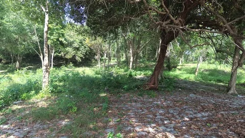 Forest with tree, exotic sunny landscape with sky view. Jungle, Stock Footage 88387763