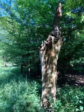 Forest Tree with Exposed Tangled Roots - Epping Forest Background, London Stock Photos