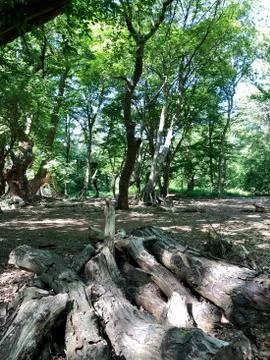 Forest Tree with Exposed Tangled Roots - Epping Forest Background, London Foto stock