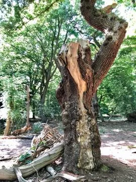 Forest Tree with Exposed Tangled Roots - Epping Forest Background, London Stock Photos