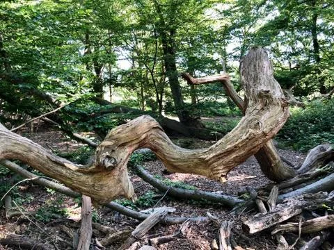 Forest Tree with Exposed Tangled Roots - Epping Forest Background, London Stock Photos