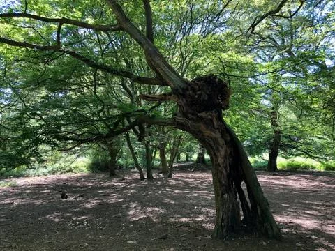 Forest Tree with Exposed Tangled Roots - Epping Forest Background, London Foto stock