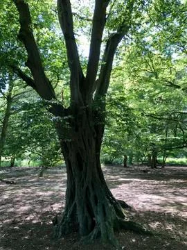 Forest Tree with Exposed Tangled Roots - Epping Forest Background, London Stock Photos