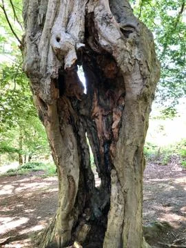 Forest Tree with Exposed Tangled Roots - Epping Forest Background, London Foto stock