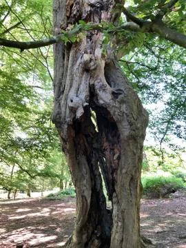 Forest Tree with Exposed Tangled Roots - Epping Forest Background, London Stock Photos