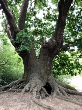Forest Tree with Exposed Tangled Roots - Epping Forest Background, London Stock Photos
