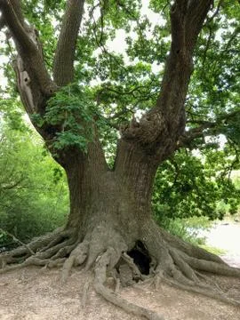 Forest Tree with Exposed Tangled Roots - Epping Forest Background, London Stock Photos
