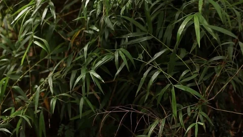 Forest tree Stock Footage 77050436