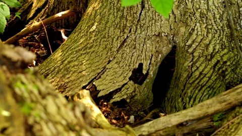 Forest Tree Stock Footage 77457023