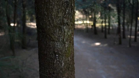 Forest Tree 库存影片 85920426