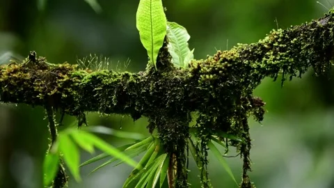 Forest tree Stock Footage 237147443