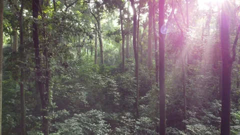 Forest tree Stock Footage 267815391