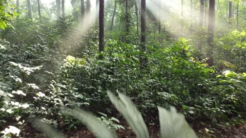 Forest tree Stock Footage 267838596