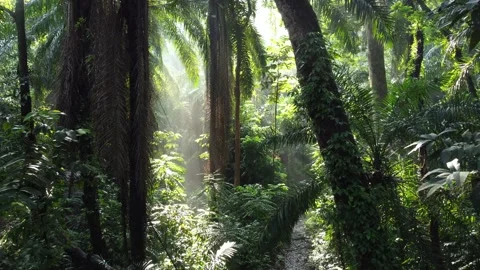 Forest tree Stock Footage 267846702