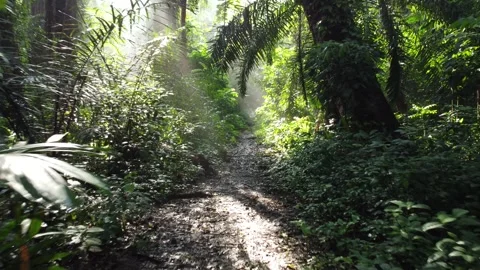 Forest tree Stock Footage 267848136