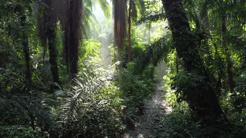 Forest tree Stock Footage 267848415