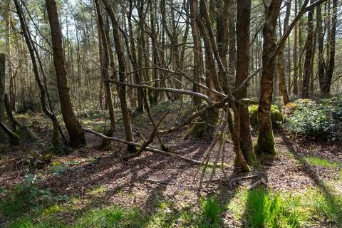 A forest with a tree that has been cut in half 스톡 사진