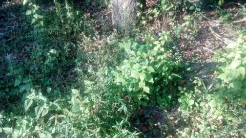 Forest tree on the hill 스톡 사진