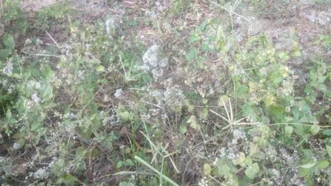 Forest tree on the hill 스톡 사진