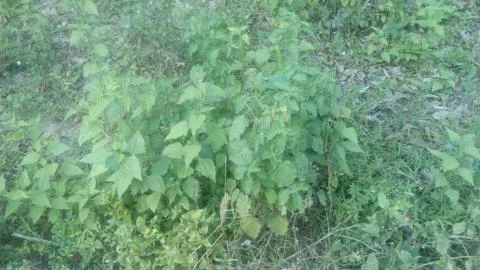 Forest tree on the hill Stock Photos