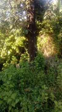 Forest tree on the hill 스톡 사진